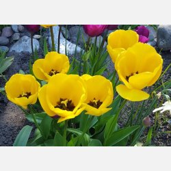 Tulipan Golden Apeldoorn 8 l�g 