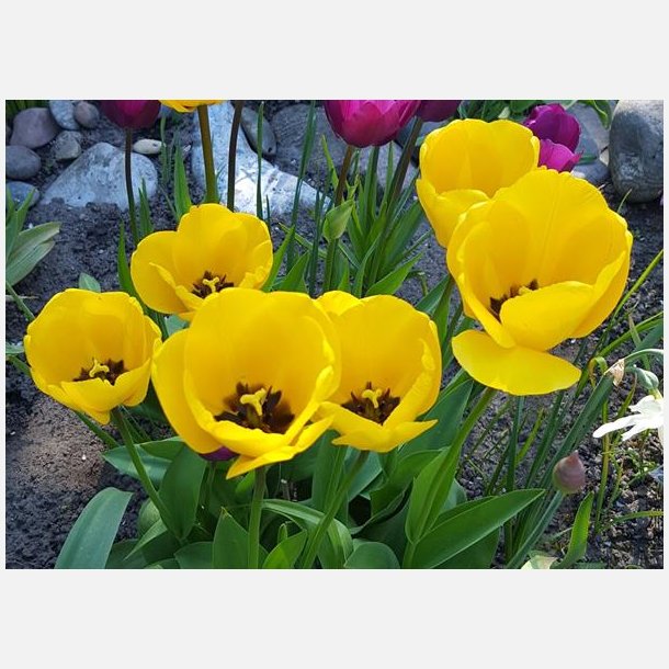 Tulipan Golden Apeldoorn 8 l�g 