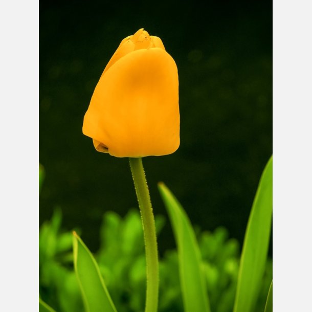 Tulipan Golden Apeldoorn 8 l�g 