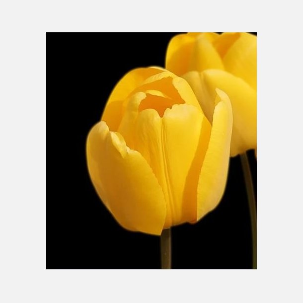 Tulipan Golden Apeldoorn 8 l�g 