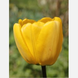 Tulipan Golden Apeldoorn 8 l�g 