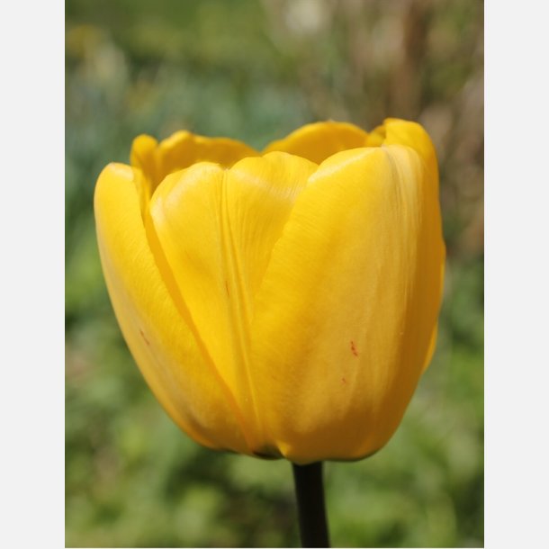 Tulipan Golden Apeldoorn 8 l�g 