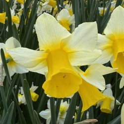 Narcis Golden Echo 10 lg