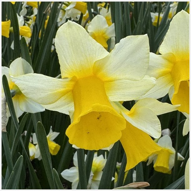 Narcis Golden Echo 10 lg