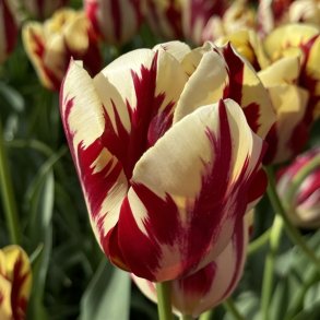 Tulipan Grand Perfection 8 lg