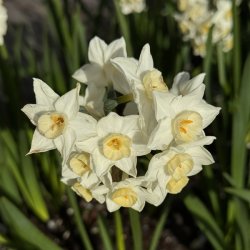 Narcis Grand Primo Citroniere 8 lg