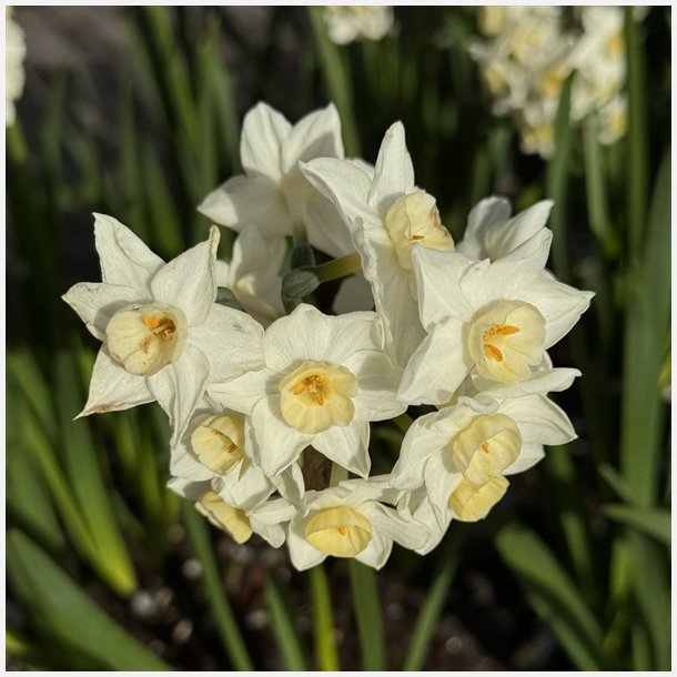 Narcis Grand Primo Citroniere 8 lg