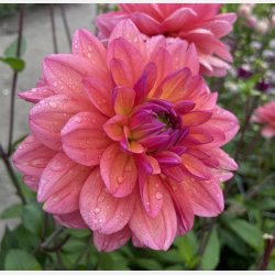 Dahlia Great Silence 