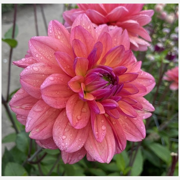 Dahlia Great Silence 
