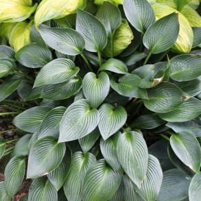 Hosta Devon Green