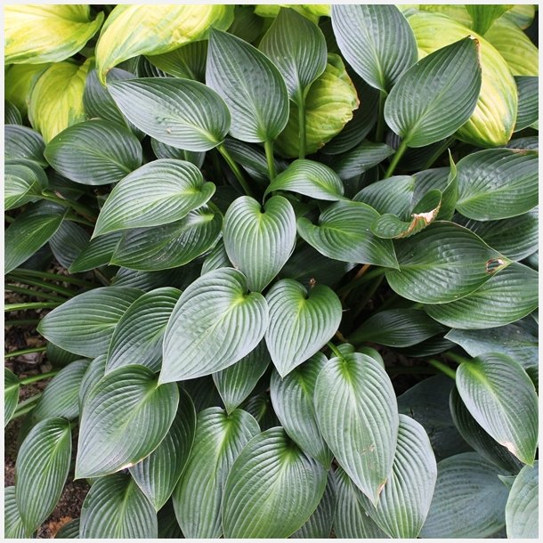 Hosta Green Devon