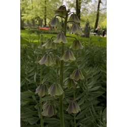 Kejserkrone Green Dreams 1 l�g