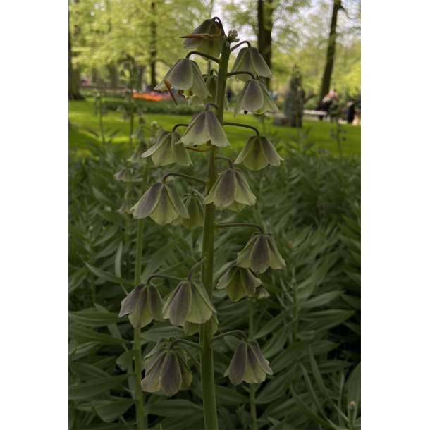 Kejserkrone Green Dreams 1 l�g