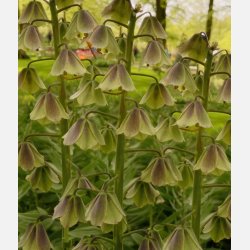 Kejserkrone Green Dreams 1 l�g