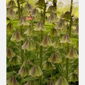 Kejserkrone Green Dreams 1 lg