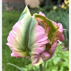 Tulipan Greenwave 5 lg