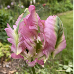 Tulipan Greenwave 5 lg