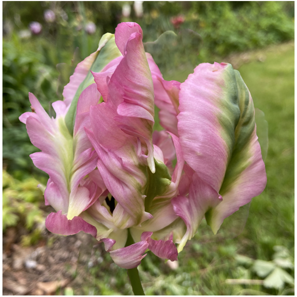 Tulipan Greenwave 6 lg