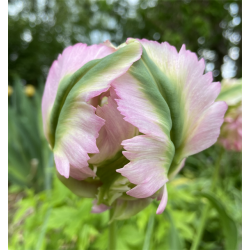 Tulipan Greenwave 5 lg