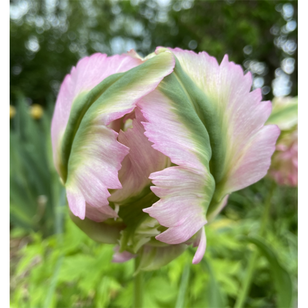 Tulipan Greenwave 5 lg