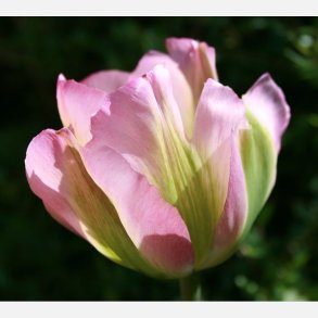 Tulipan Grnland 8 lg