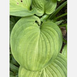 Hosta Guacamole 1 stk