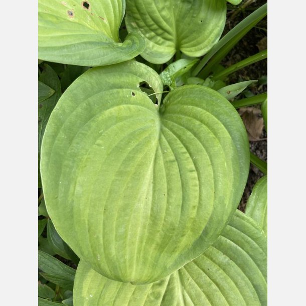 Hosta Guacamole 1 stk