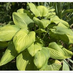 Hosta Guacamole 1 stk
