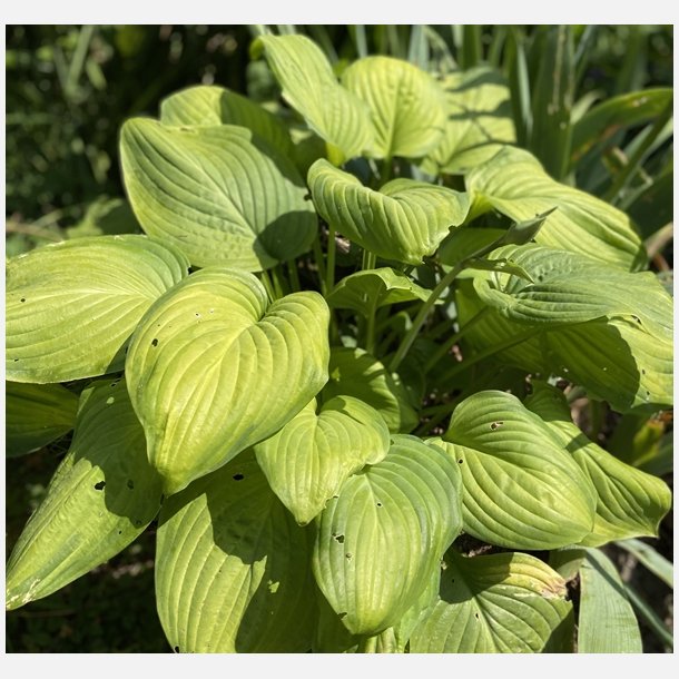 Hosta Guacamole 1 stk