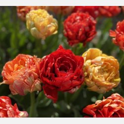 Tulipan Gudoshink Double 8 lg