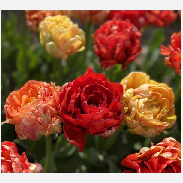 Tulipan Gudoshink Double 8 lg