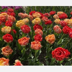 Tulipan Gudoshink Double 8 lg
