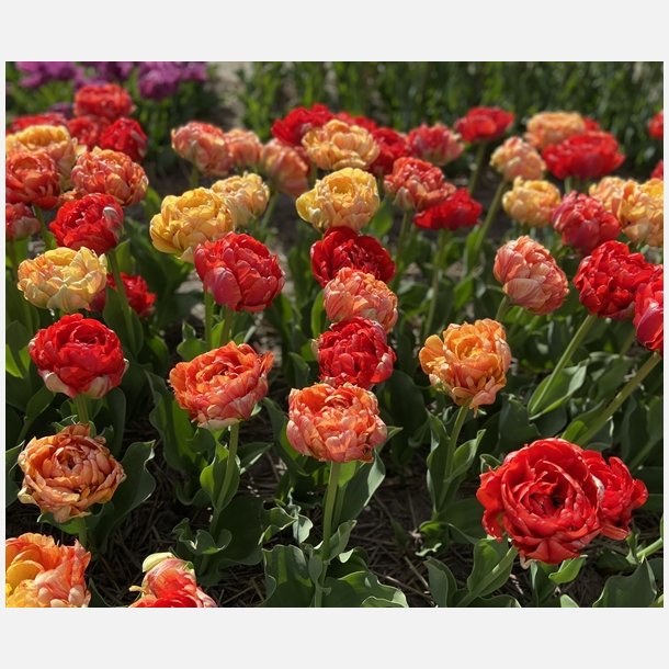 Tulipan Gudoshink Double 8 lg