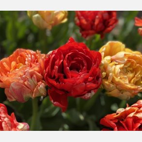 Tulipan Gudoshink Double 8 lg