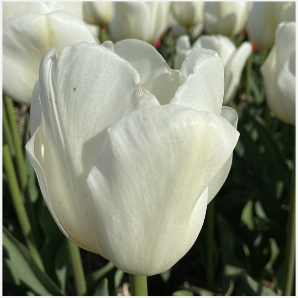 Tulipan Hakuun 8 lg