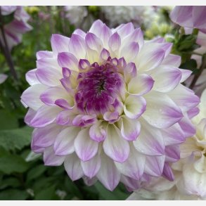 Dahlia Hapet Blue Eyes