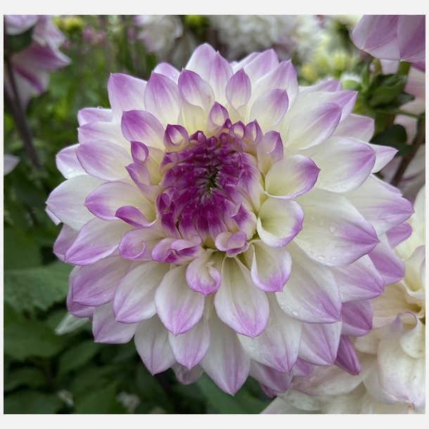 Dahlia Hapet Blue Eyes
