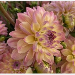 Dahlia Hapet Pastel