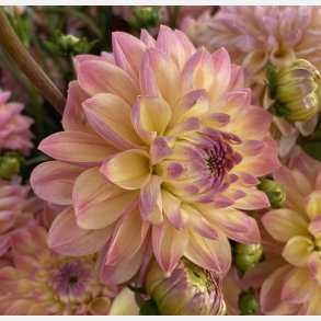 Dahlia Hapet Pastel