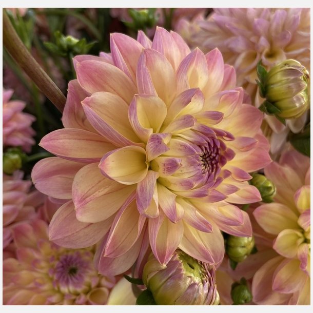 Dahlia Hapet Pastel