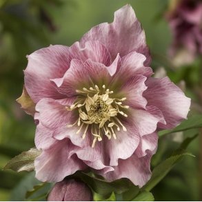 Pskeklokke Ellen Pink Double