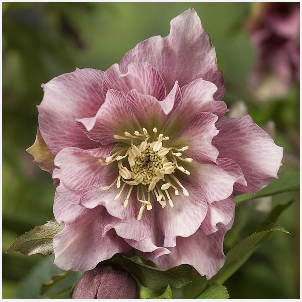 Pskeklokke Ellen Pink Double