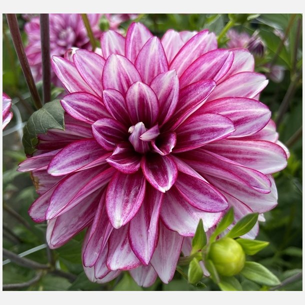 Dahlia Hemisphere 