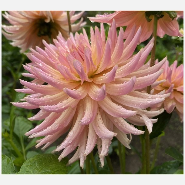 Dahlia Henriette