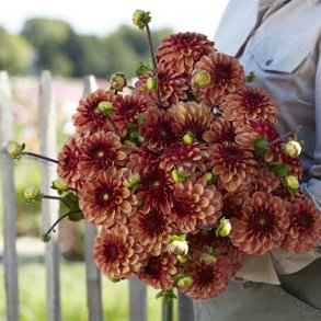 Dahlia High Fidelity 