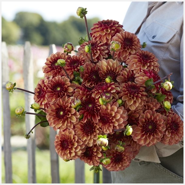 Dahlia High Fidelity 
