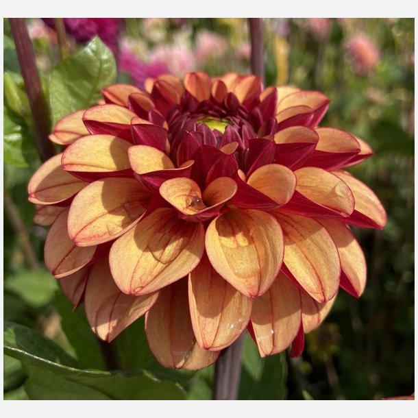 Dahlia High Fidelity 