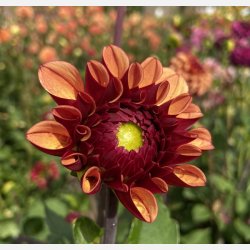 Dahlia High Fidelity 