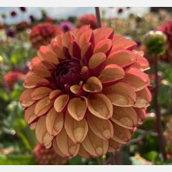 Dahlia High Fidelity 