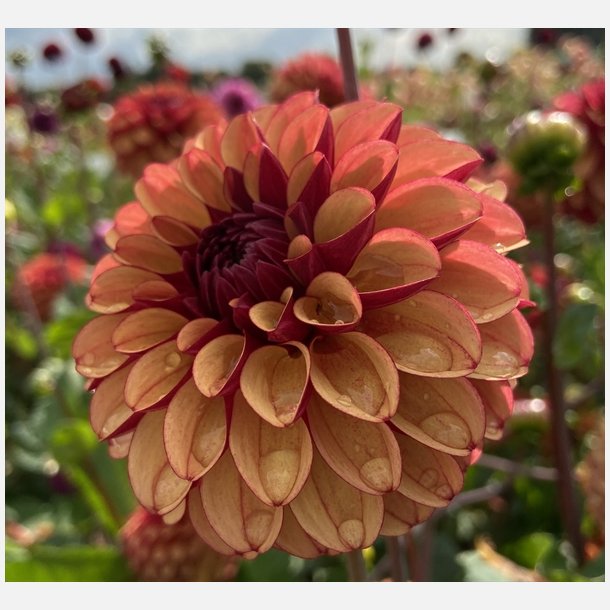 Dahlia High Fidelity 